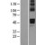 Western Blot: AADACL1 Lysate [NBL1-07162] - Western Blot experiments.  Left-Control; Right -Over-expression Lysate for NCEH1.